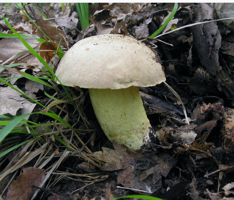 Ultimi giorni di Ottobre