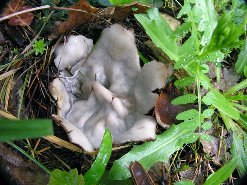 Escursione sotto il diluvio.