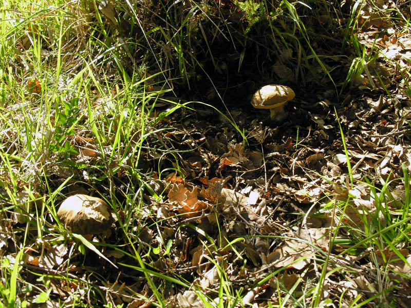 Raccolte del 15/10/2008