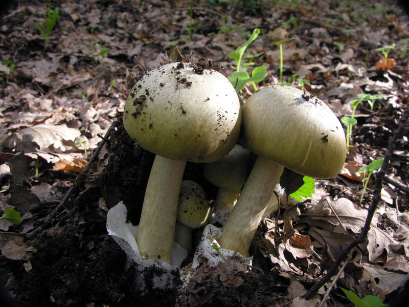 Ultimi giorni di Ottobre