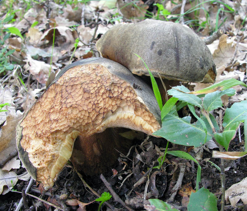 Raccolte del 15/10/2008