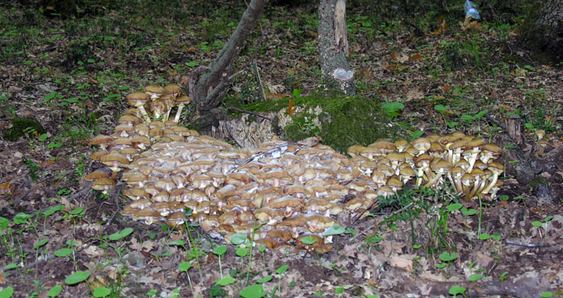 Ultimi giorni di Ottobre