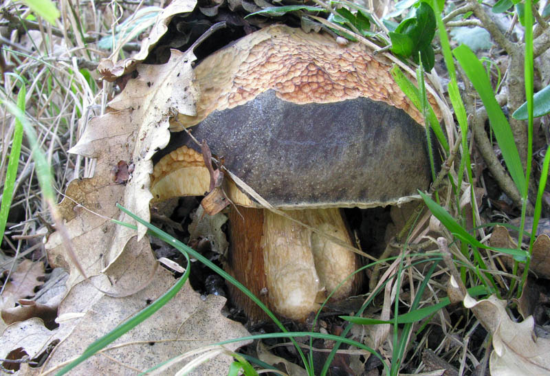 Raccolte del 15/10/2008