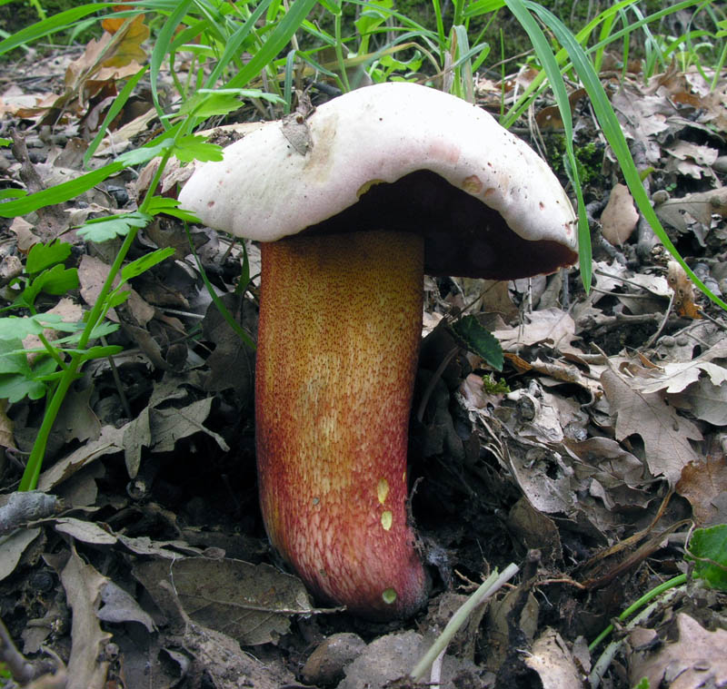 Ultimi giorni di Ottobre