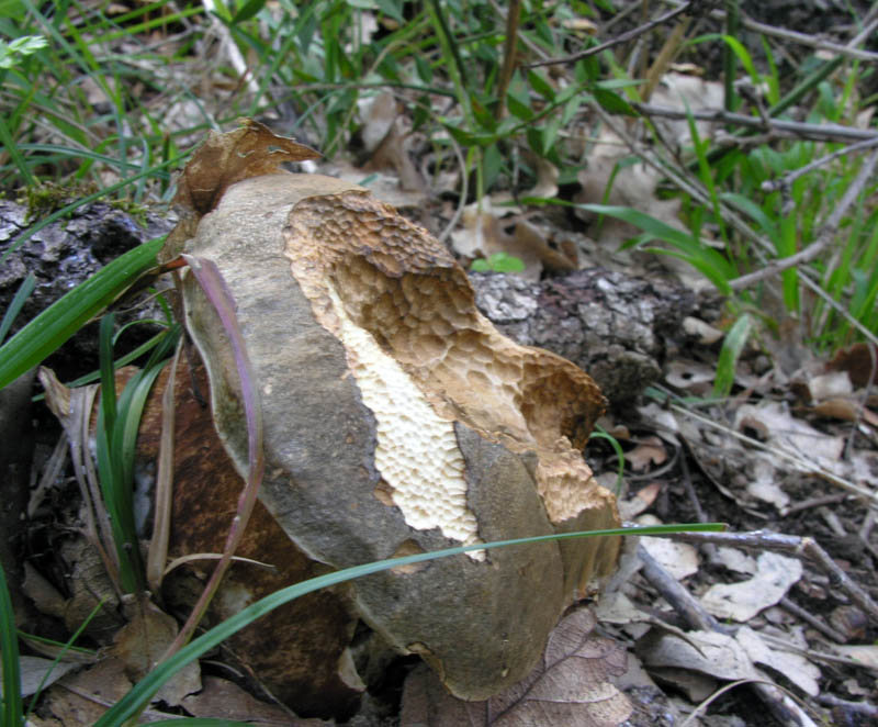 Raccolte del 15/10/2008