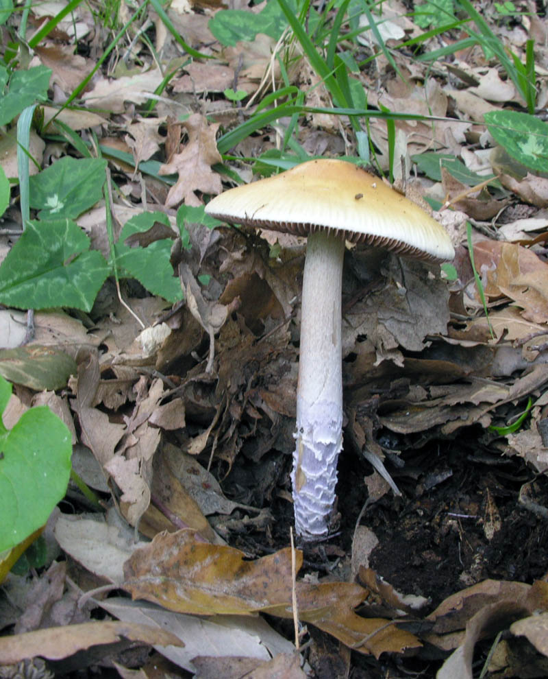 Ultimi giorni di Ottobre