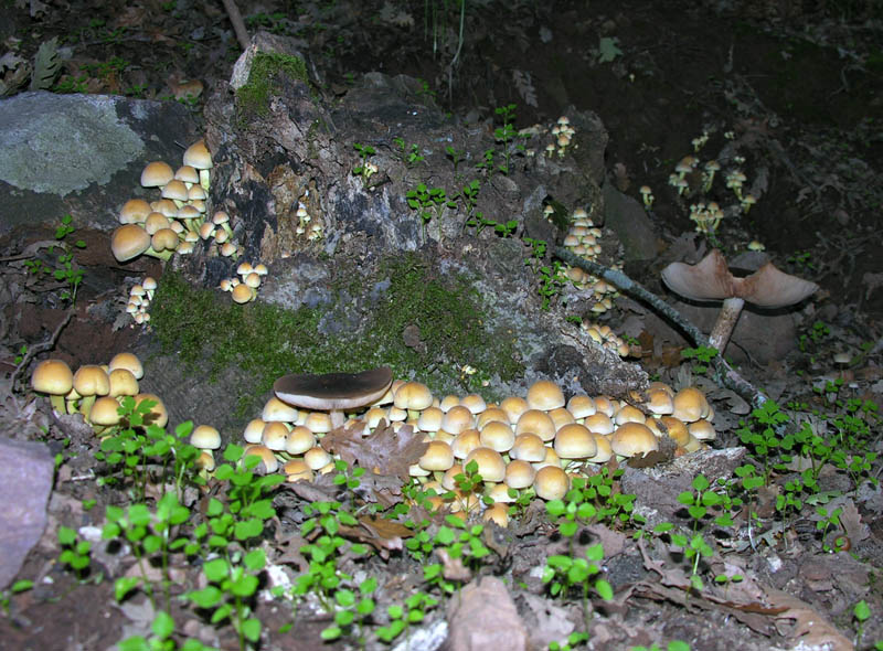 Raccolte del 15/10/2008