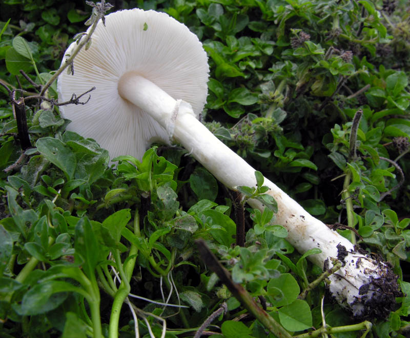 Leucoagaricus