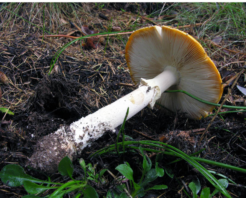 Amanita muscaria var. aureola