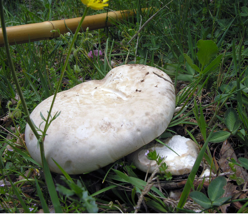 Ancora spettacolari nebrodensis!