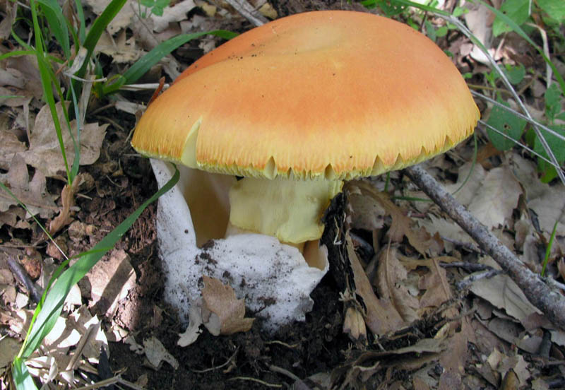 Ultimi giorni di Ottobre