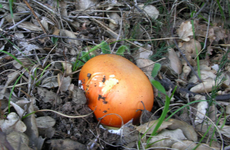 Raccolte del 15/10/2008