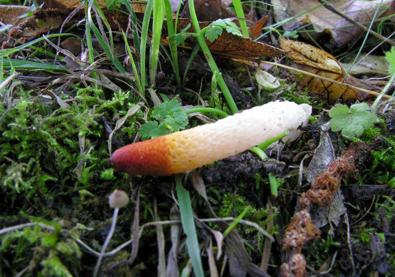 Ultimi giorni di Ottobre