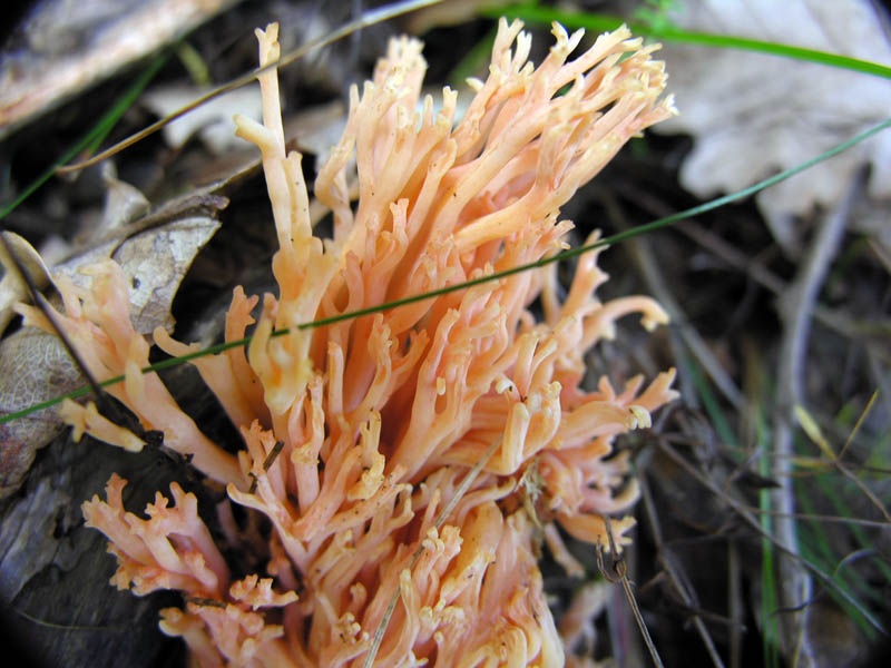 Ultimi giorni di Ottobre