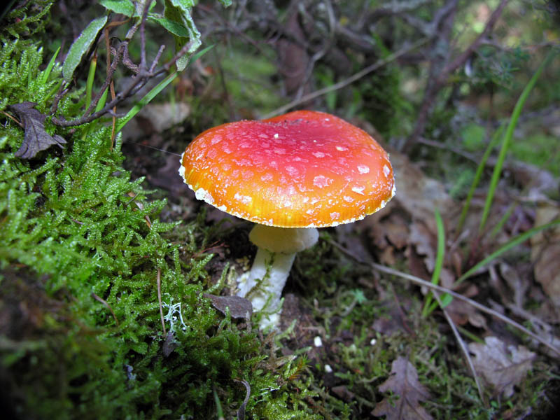 Ultimi giorni di Ottobre