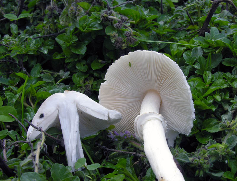Leucoagaricus