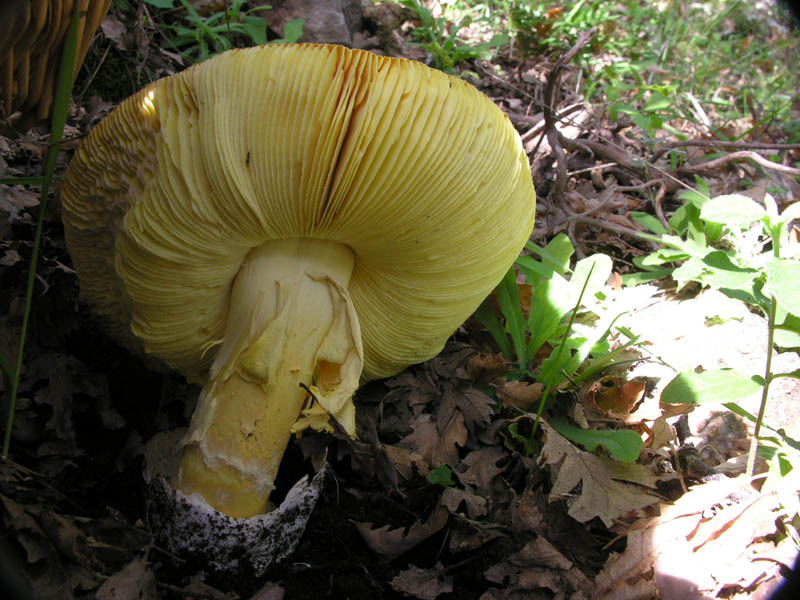 Ultimi giorni di Ottobre