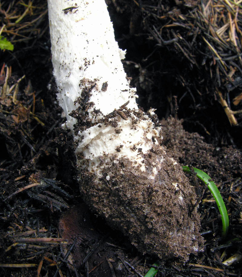 Amanita muscaria var. aureola