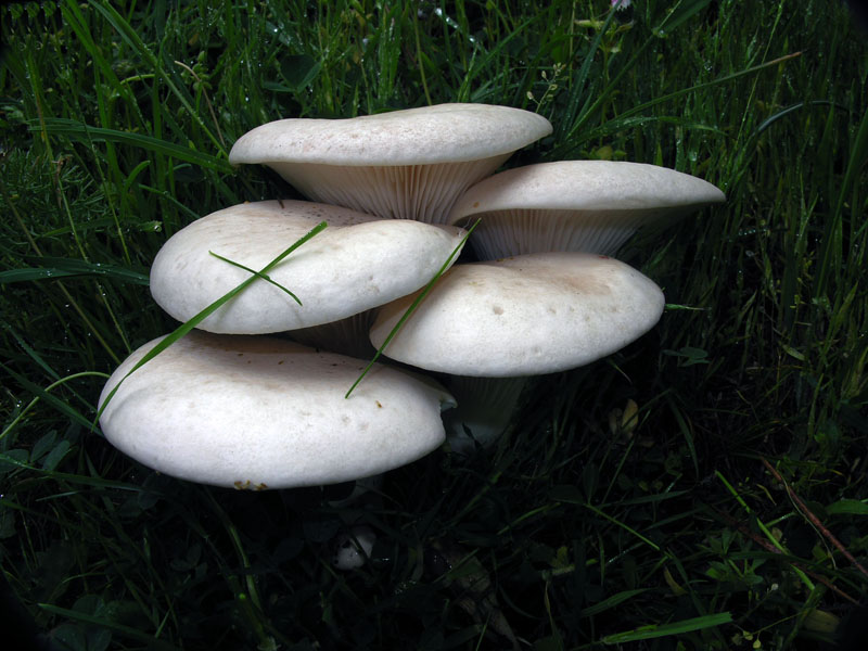 Ancora spettacolari nebrodensis!