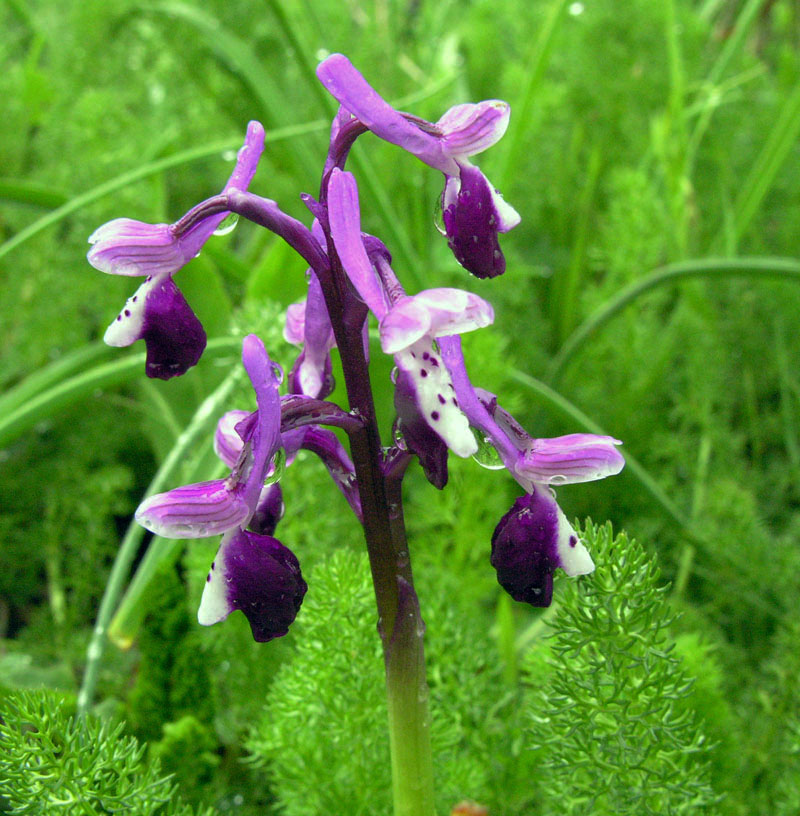 Escursione sotto il diluvio.