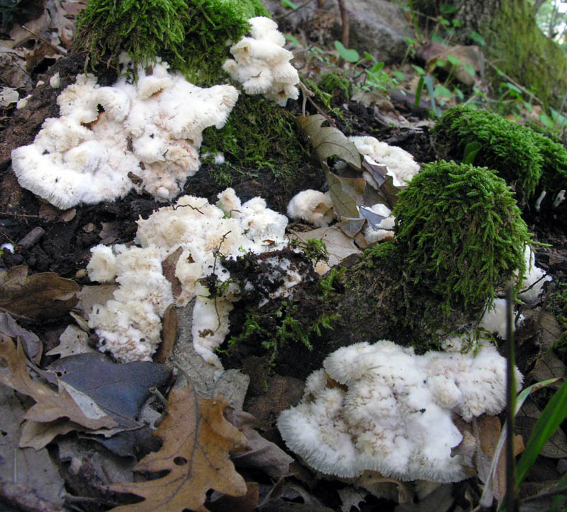 Ultimi giorni di Ottobre