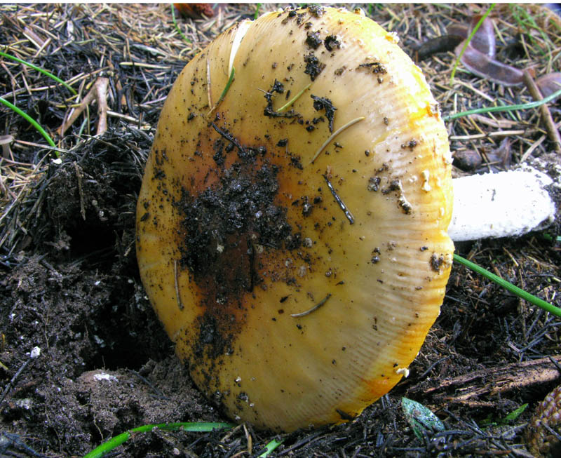 Amanita muscaria var. aureola
