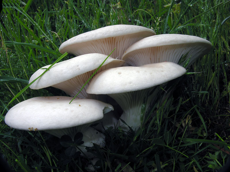 Ancora spettacolari nebrodensis!