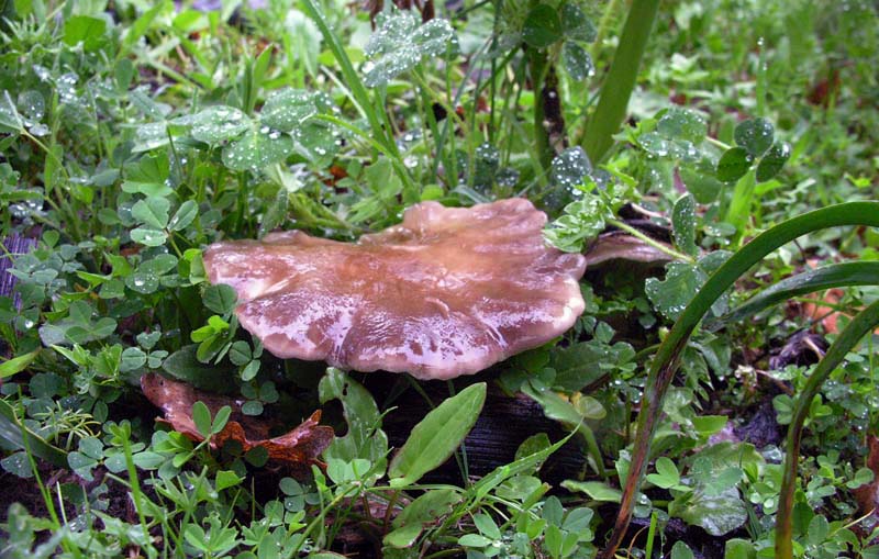 Escursione sotto il diluvio.