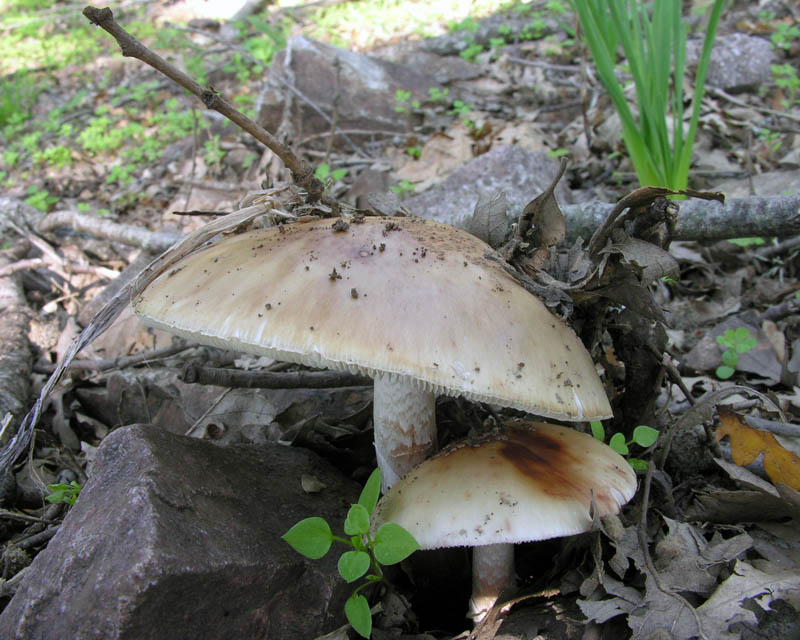 Raccolte del 15/10/2008