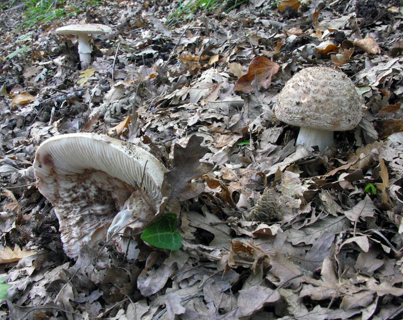 Ultimi giorni di Ottobre