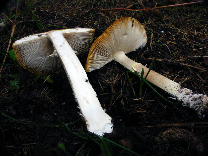 Amanita muscaria var. aureola