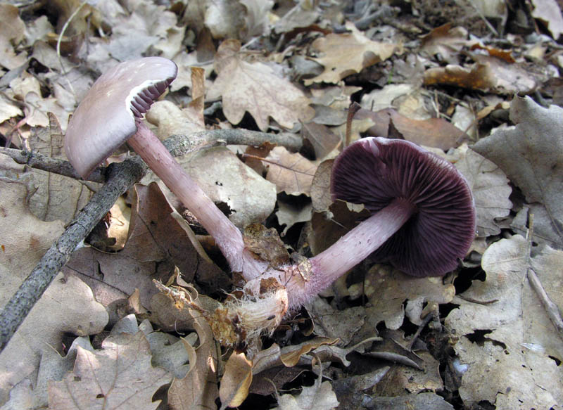 Raccolte del 15/10/2008