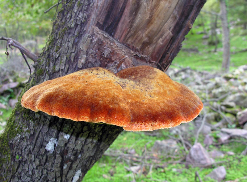 Lignicolo da determinare (Inonotus hispidus)
