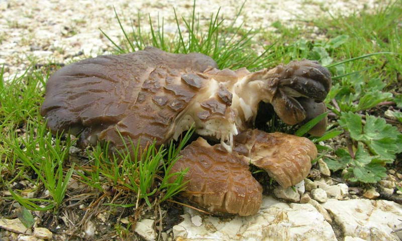 Escursione sotto il diluvio.