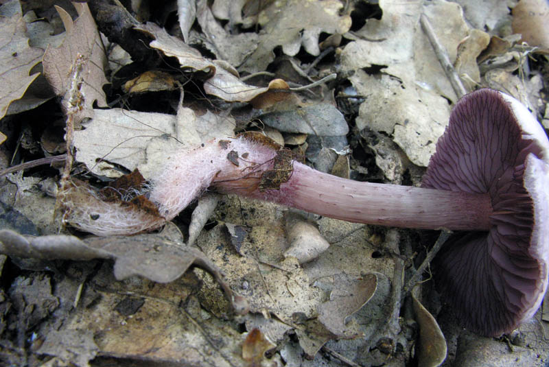 Raccolte del 15/10/2008