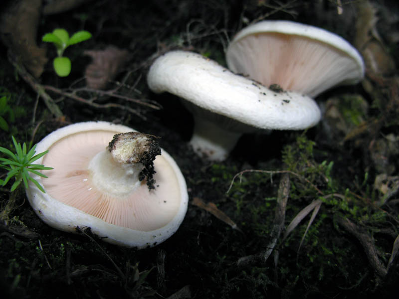 Ultimi giorni di Ottobre