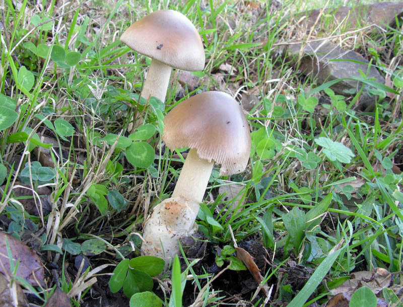 Raccolte del 15/10/2008