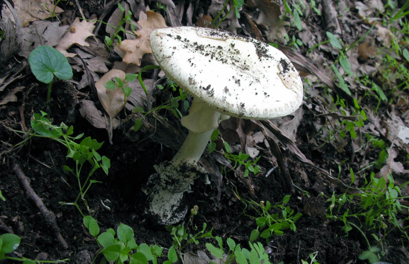 Ultimi giorni di Ottobre