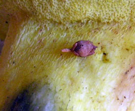 Boletus regius virante????