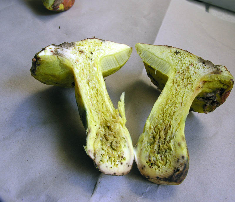 Boletus regius virante????