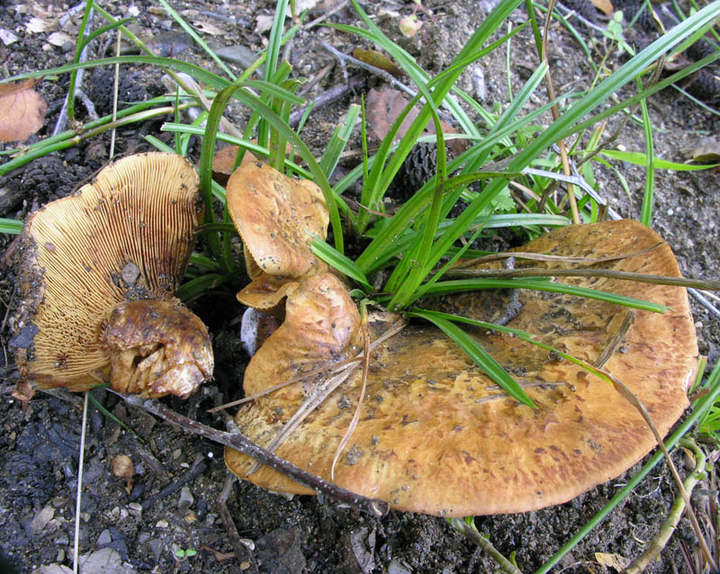 Paxillus rubicundulus