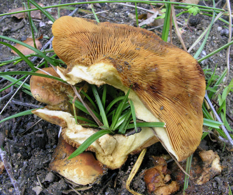 Paxillus rubicundulus