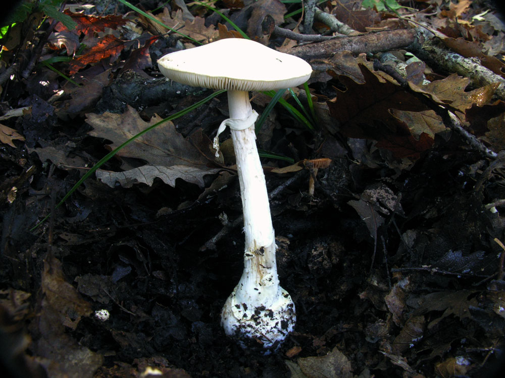Amanita citrina var. alba?