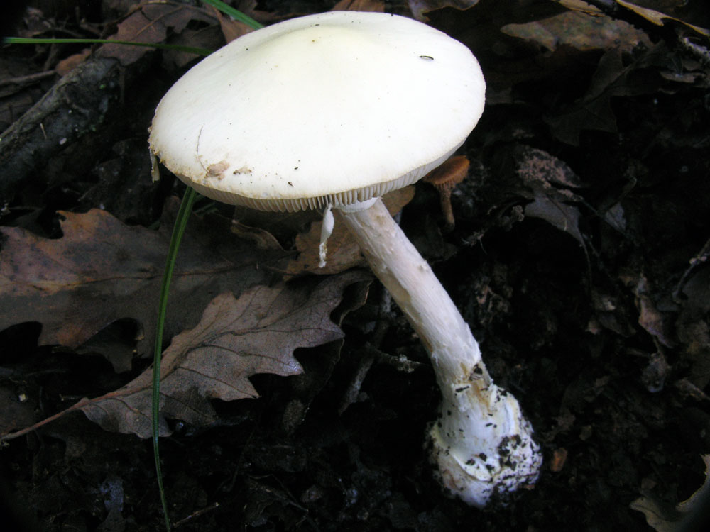 Amanita citrina var. alba?