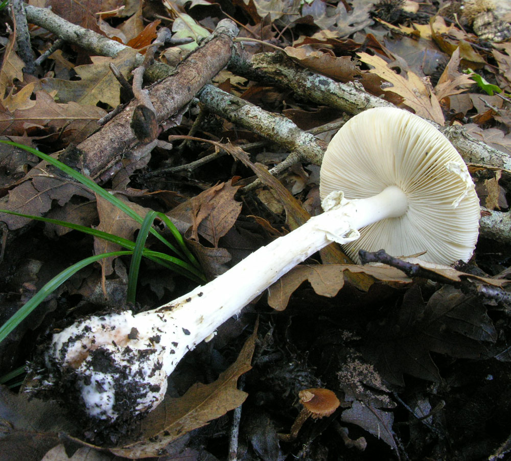Amanita citrina var. alba?