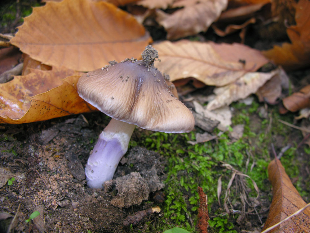 Cortinarius elatior