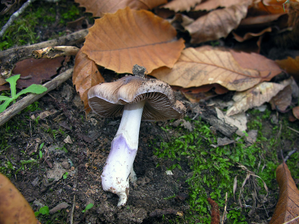 Cortinarius elatior