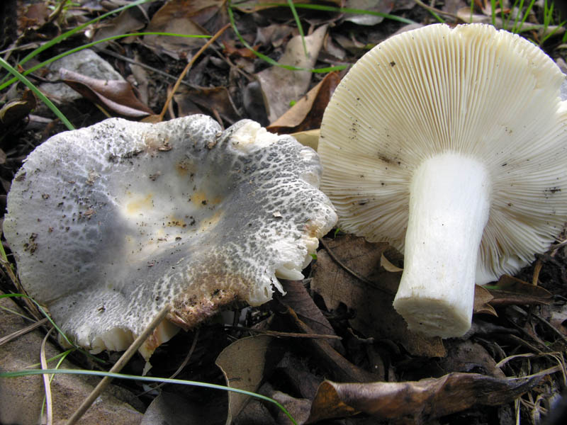 Russule a confronto.