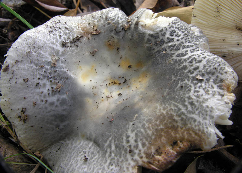 Russule a confronto.