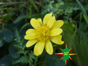 Ranunculus ficaria